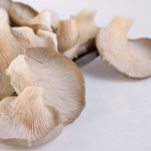 CHAMPIÑON OSTRA KILO