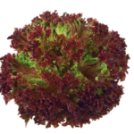 LECHUGA LOLO ROSA UND