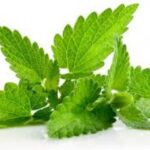 MENTA HIDROPONICA KILO