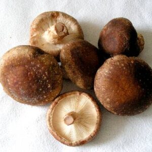 CHAMPIÑON SHITAKE KILO